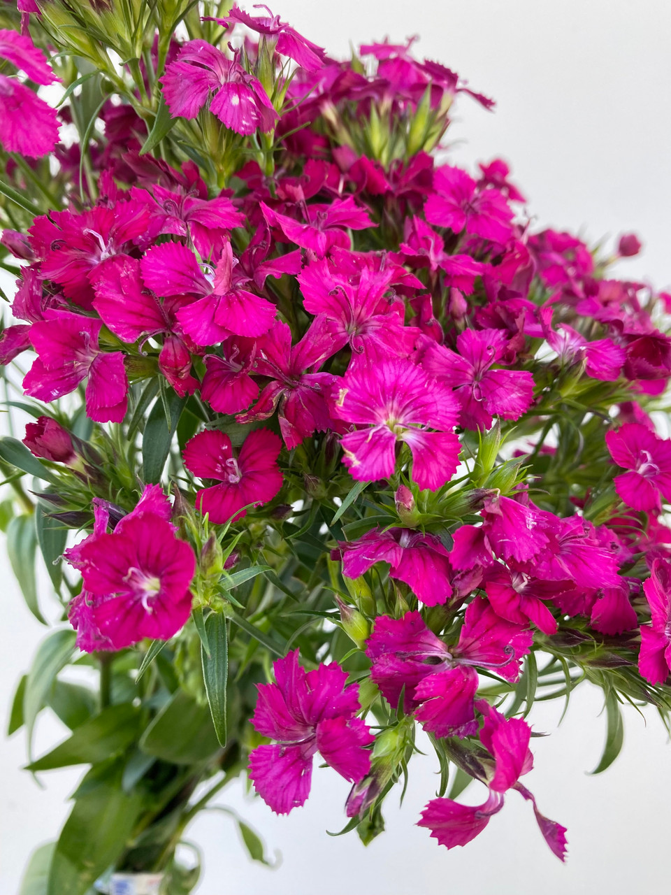 Gypsy Dianthus Hot Pink CA-Grown - 10st - Ramirez Wholesale