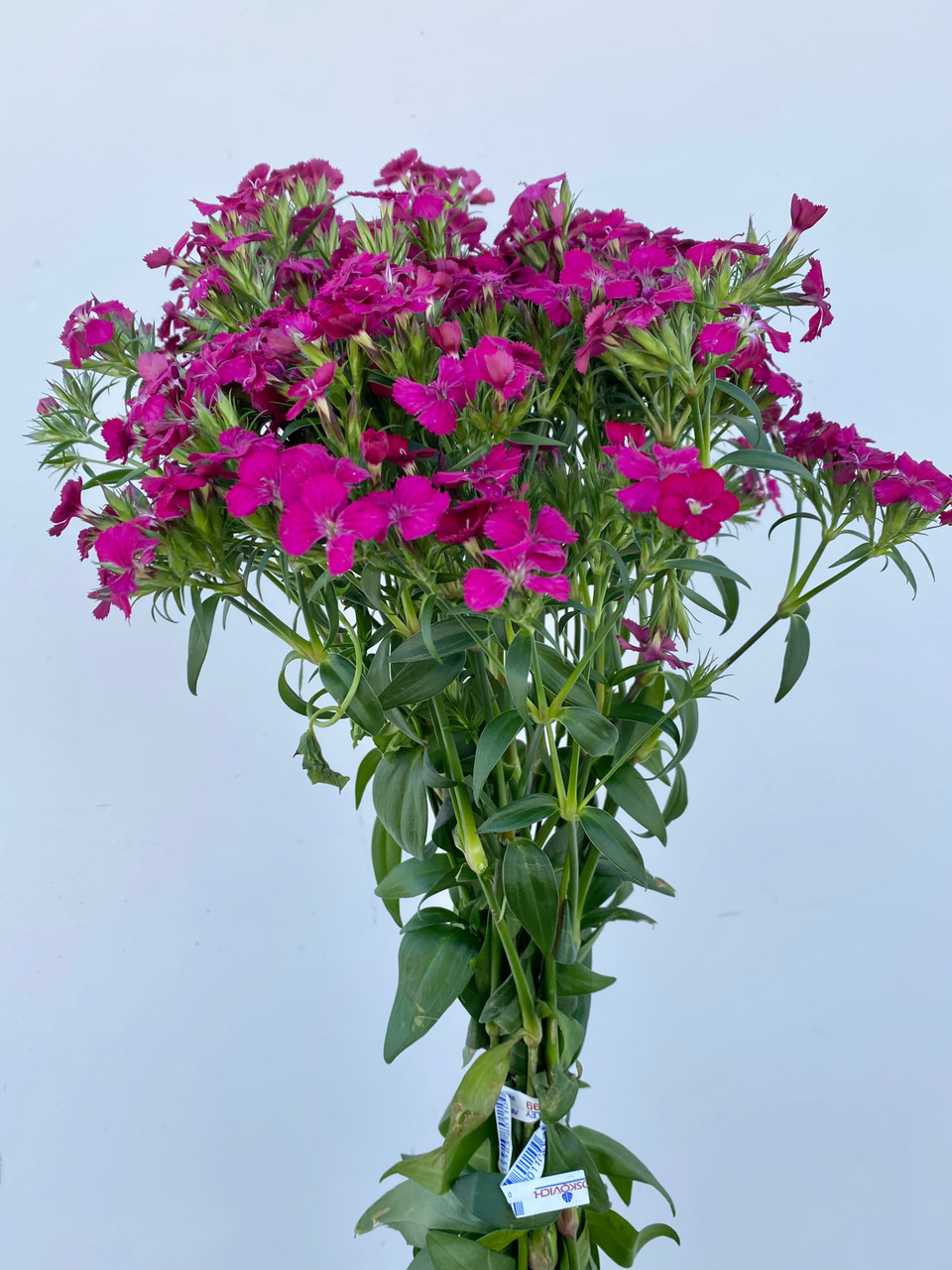 Gypsy Dianthus Hot Pink CA-Grown - 10st - Ramirez Wholesale