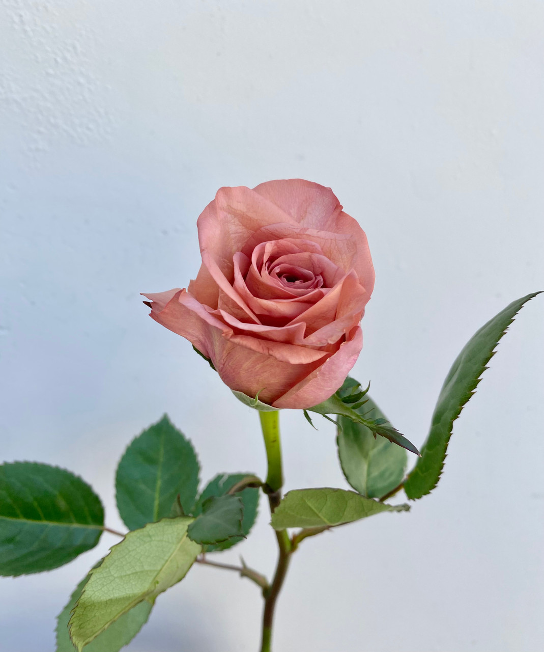 Barista Roses - 25st. - Ramirez Wholesale Flowers Inc