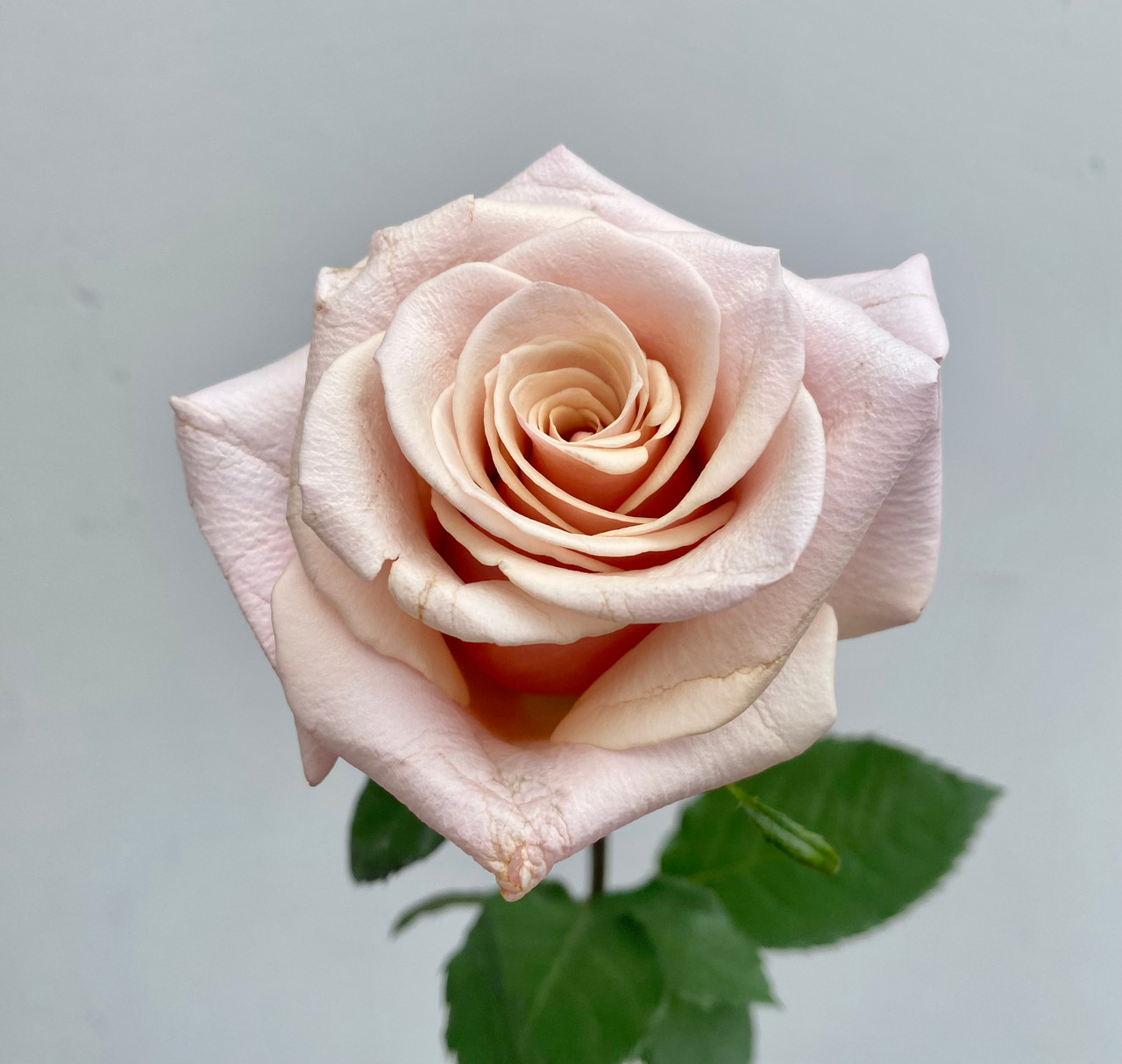 Mother Of Pearl Roses - 25st. - Ramirez Wholesale Flowers Inc