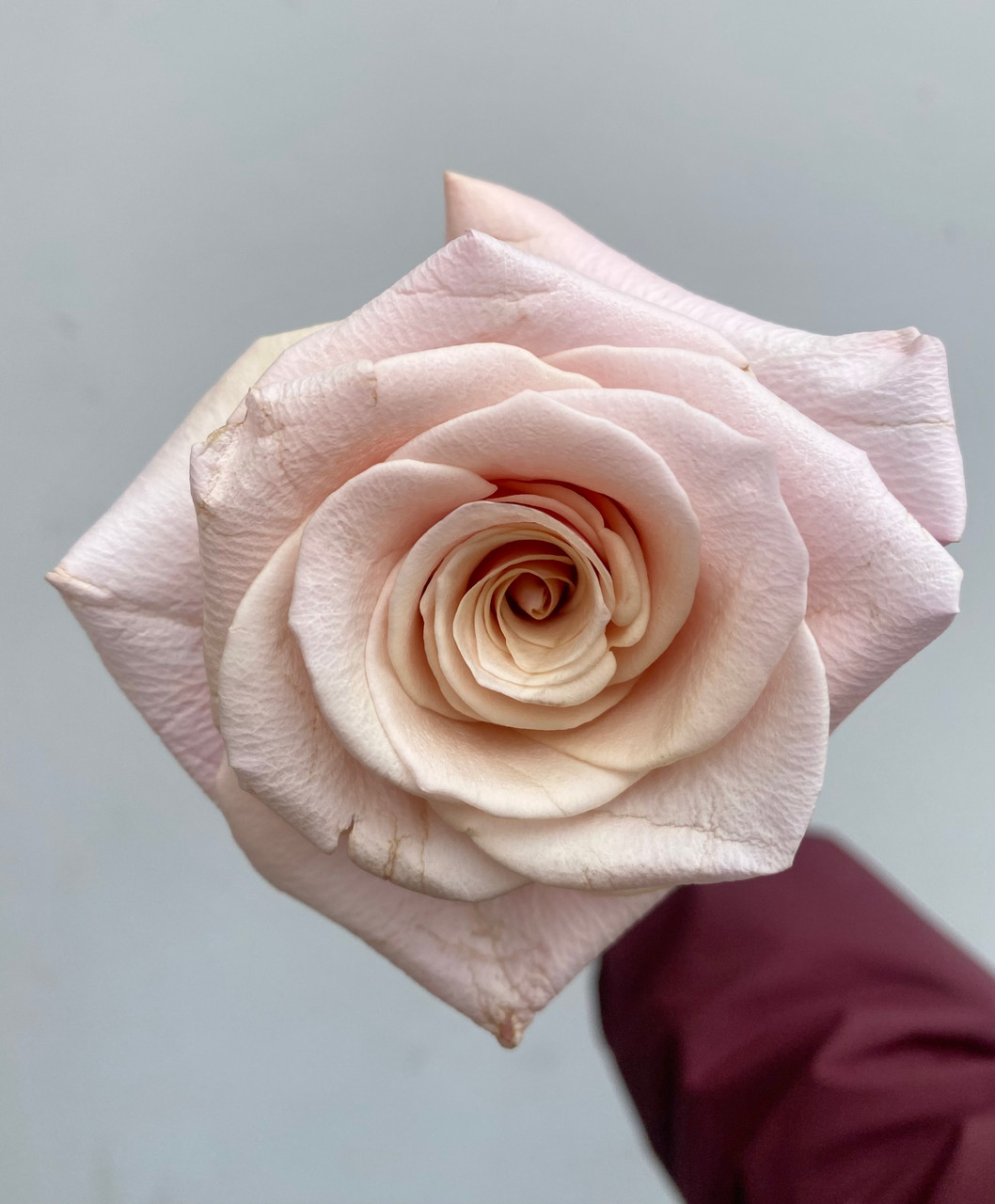 ☆Roses～　 ☆Roses～　