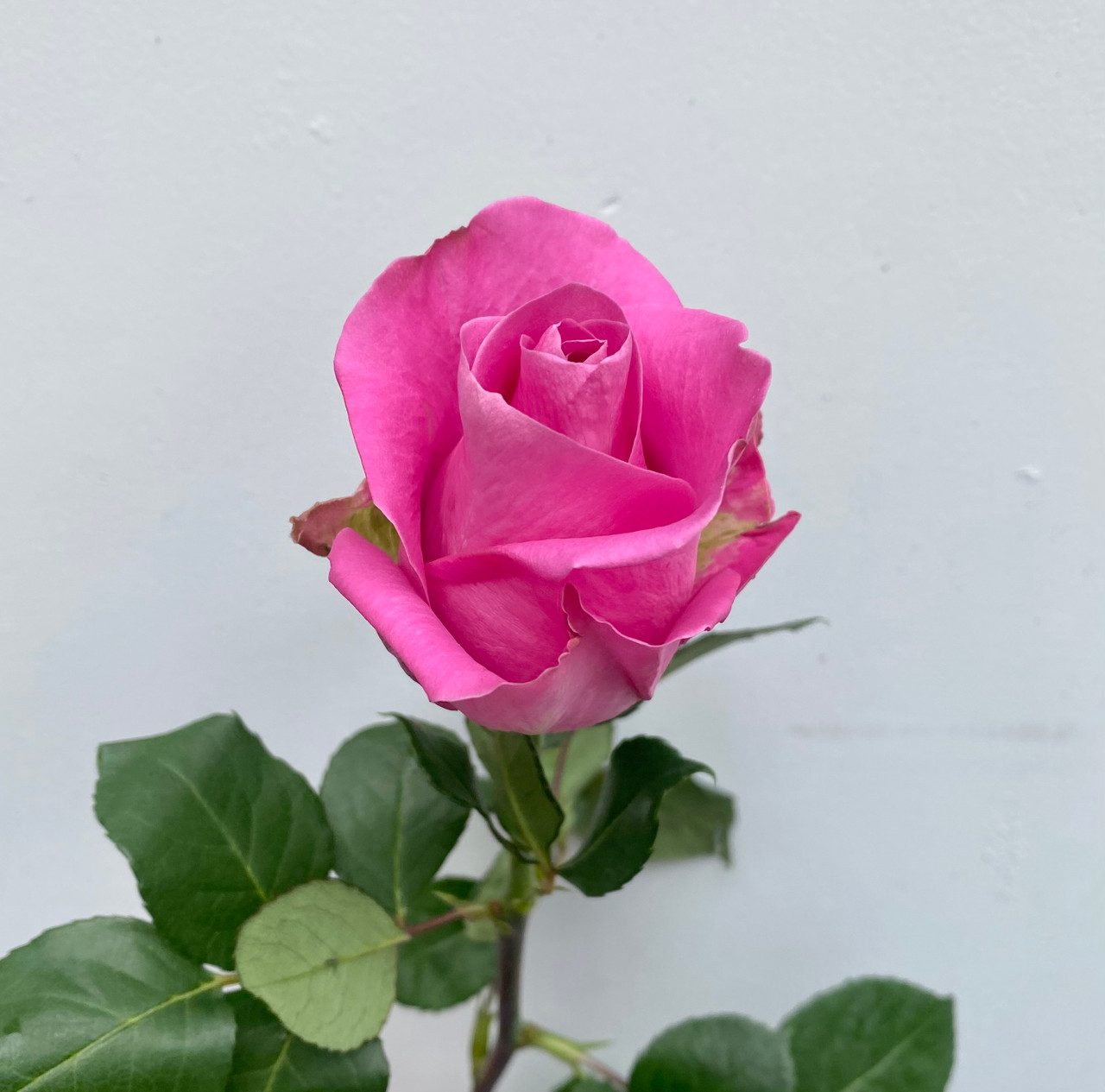 Soulmate Roses - 25st. - Ramirez Wholesale Flowers Inc