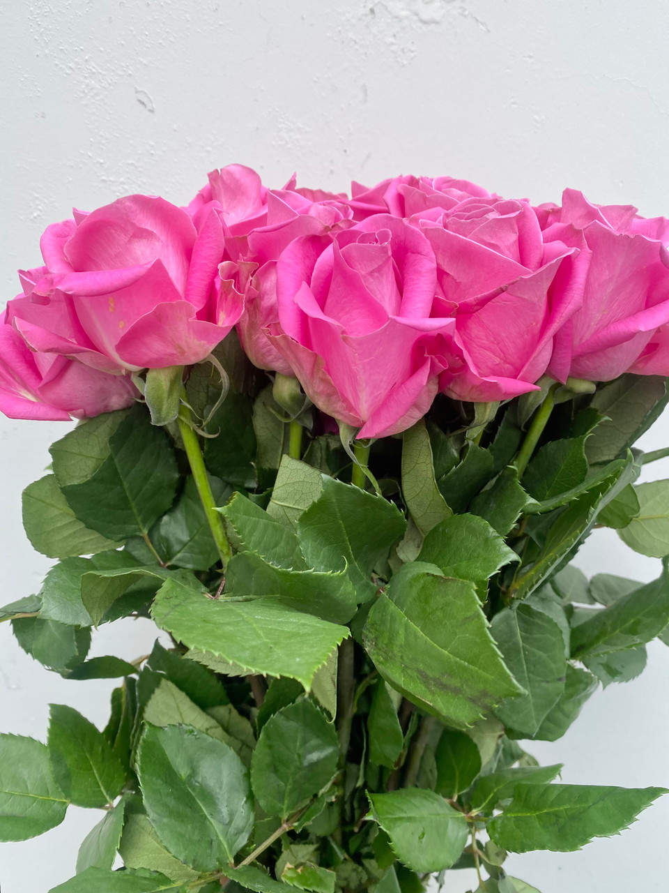 Soulmate Roses - 25st. - Ramirez Wholesale Flowers Inc
