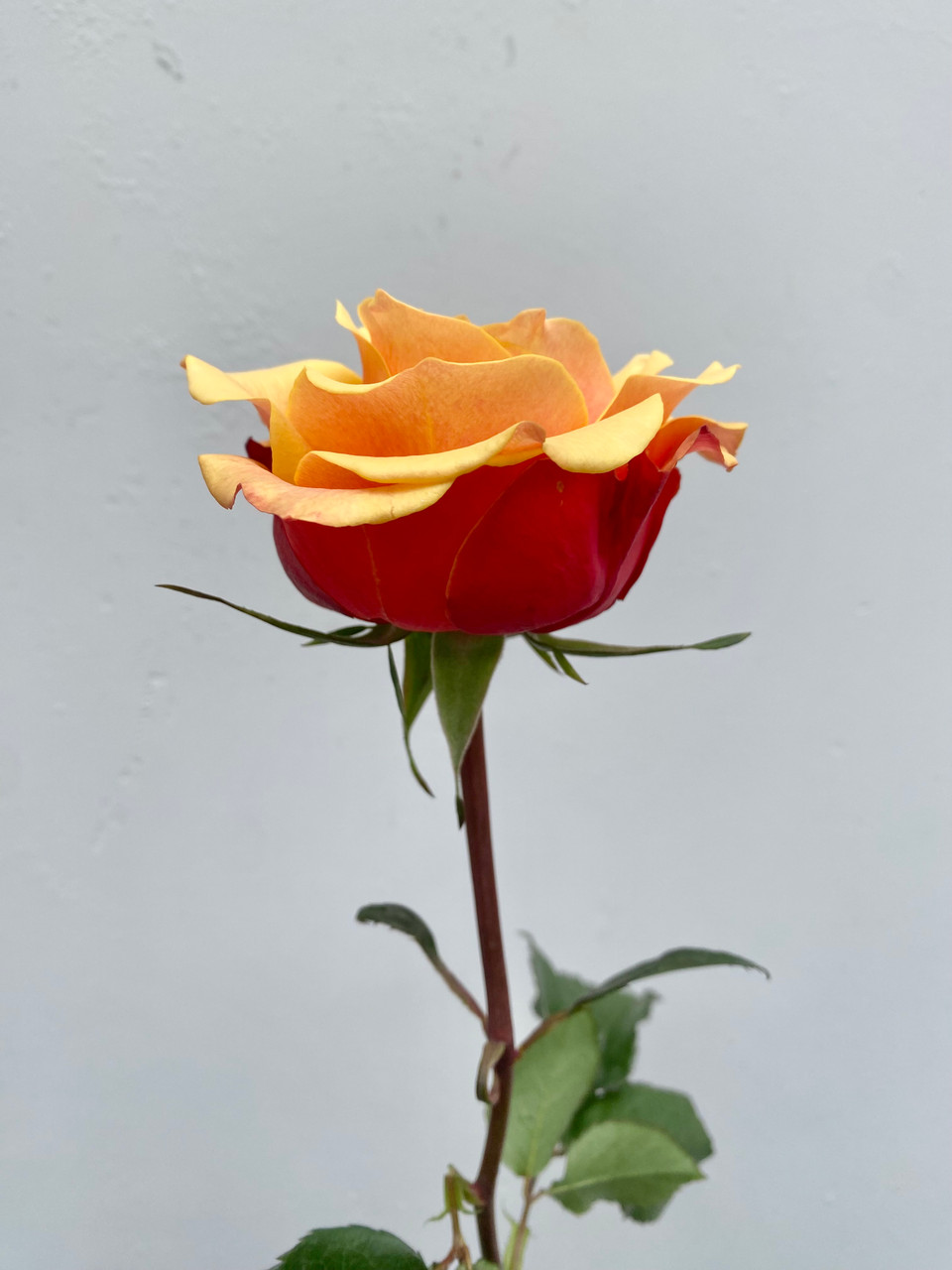Cherry Brandy Roses - 25st. - Ramirez Wholesale Flowers Inc