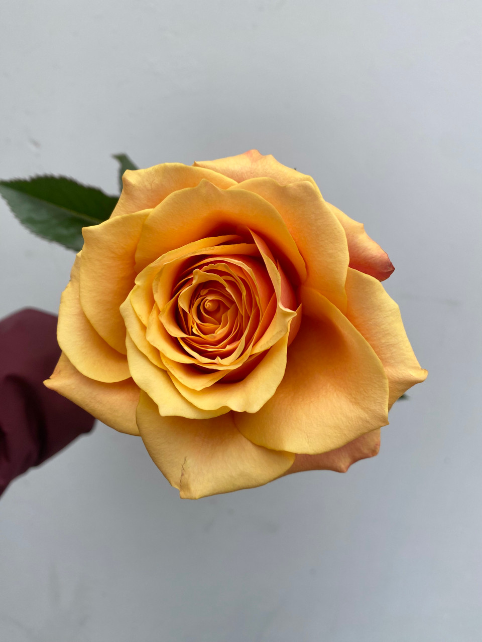 Cherry Brandy Roses - 25st. - Ramirez Wholesale Flowers Inc