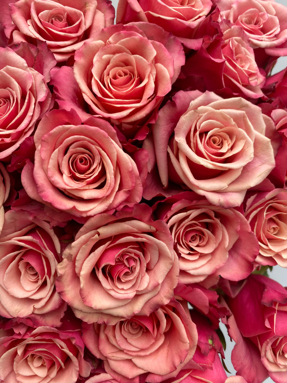 Cold Brew Roses - 25st. - Ramirez Wholesale Flowers Inc