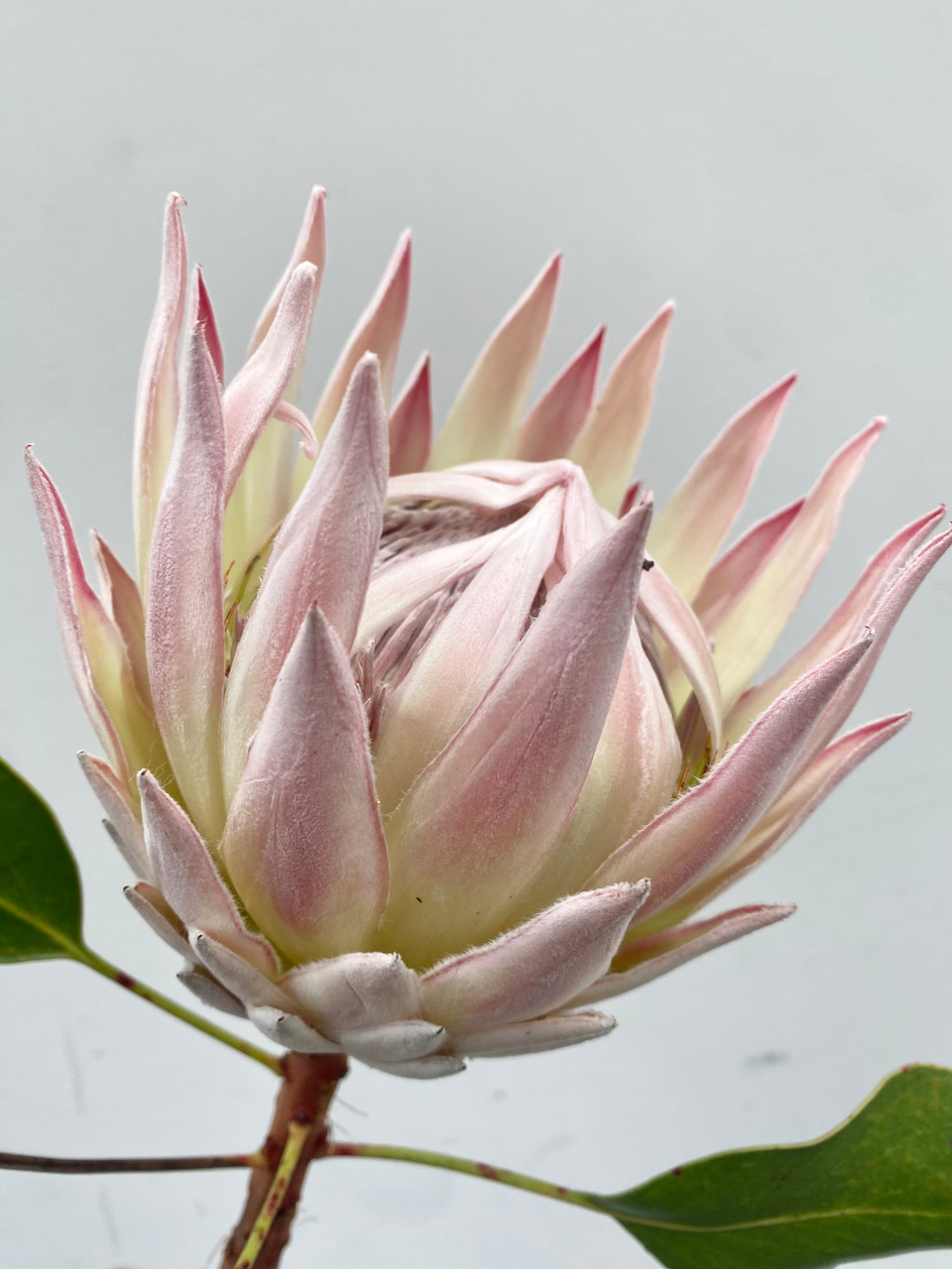 King Protea Pink Ca-Grown - 1st - Ramirez Wholesale Flowers Inc