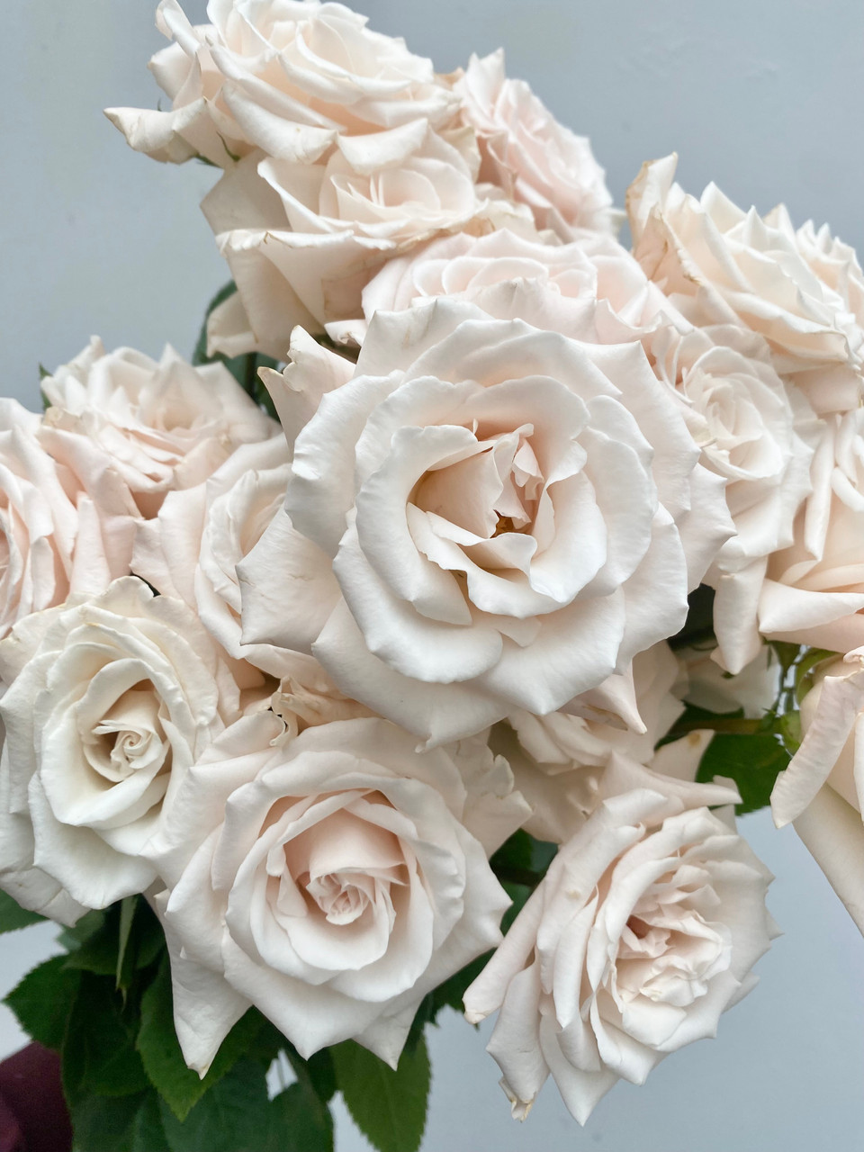 Lavender | Rose Faith Rose Champagne Antique Fleur その他 Antique Roses Wedding | Roses その他