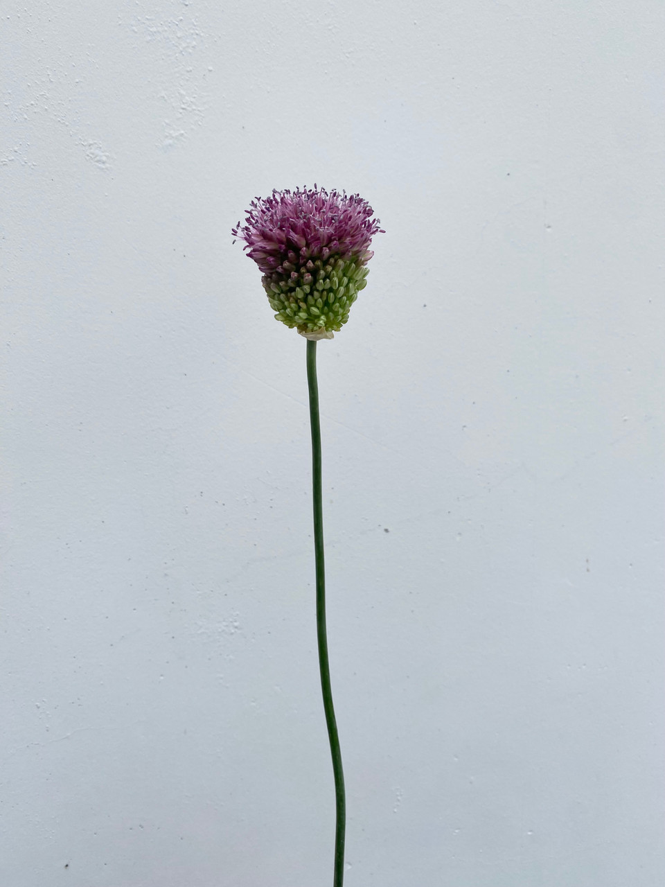 Allium Bullet - 10st. - Ramirez Wholesale Flowers Inc