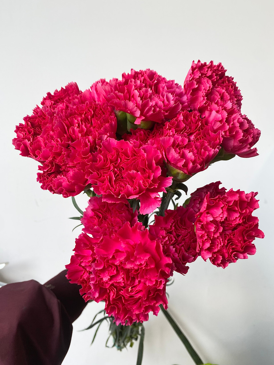 Carnation Hot Pink - 25st. - Ramirez Wholesale Flowers Inc