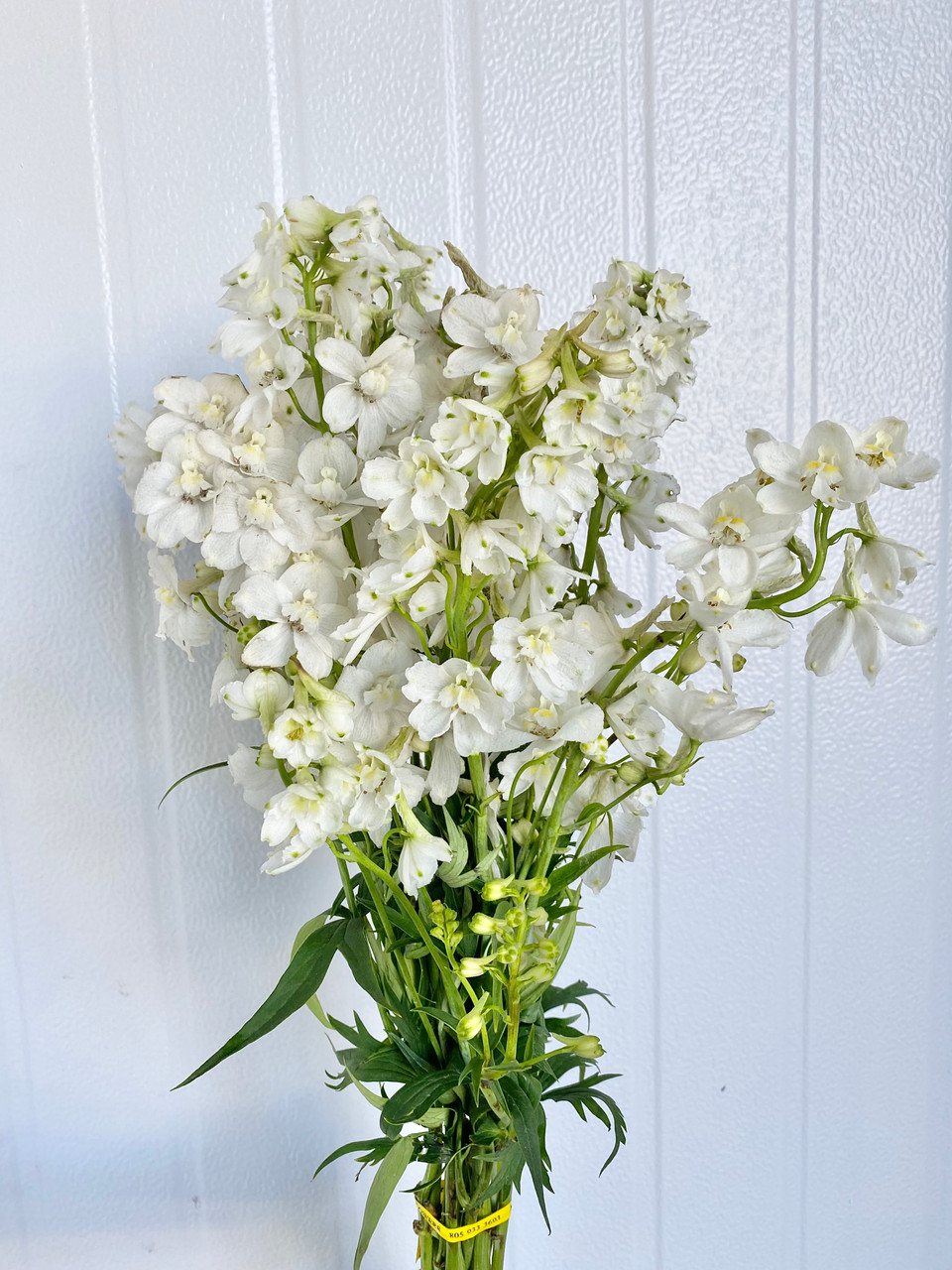 Delphiniums White (Ca-Grown) - 6st. - Ramirez Wholesale Flowers Inc