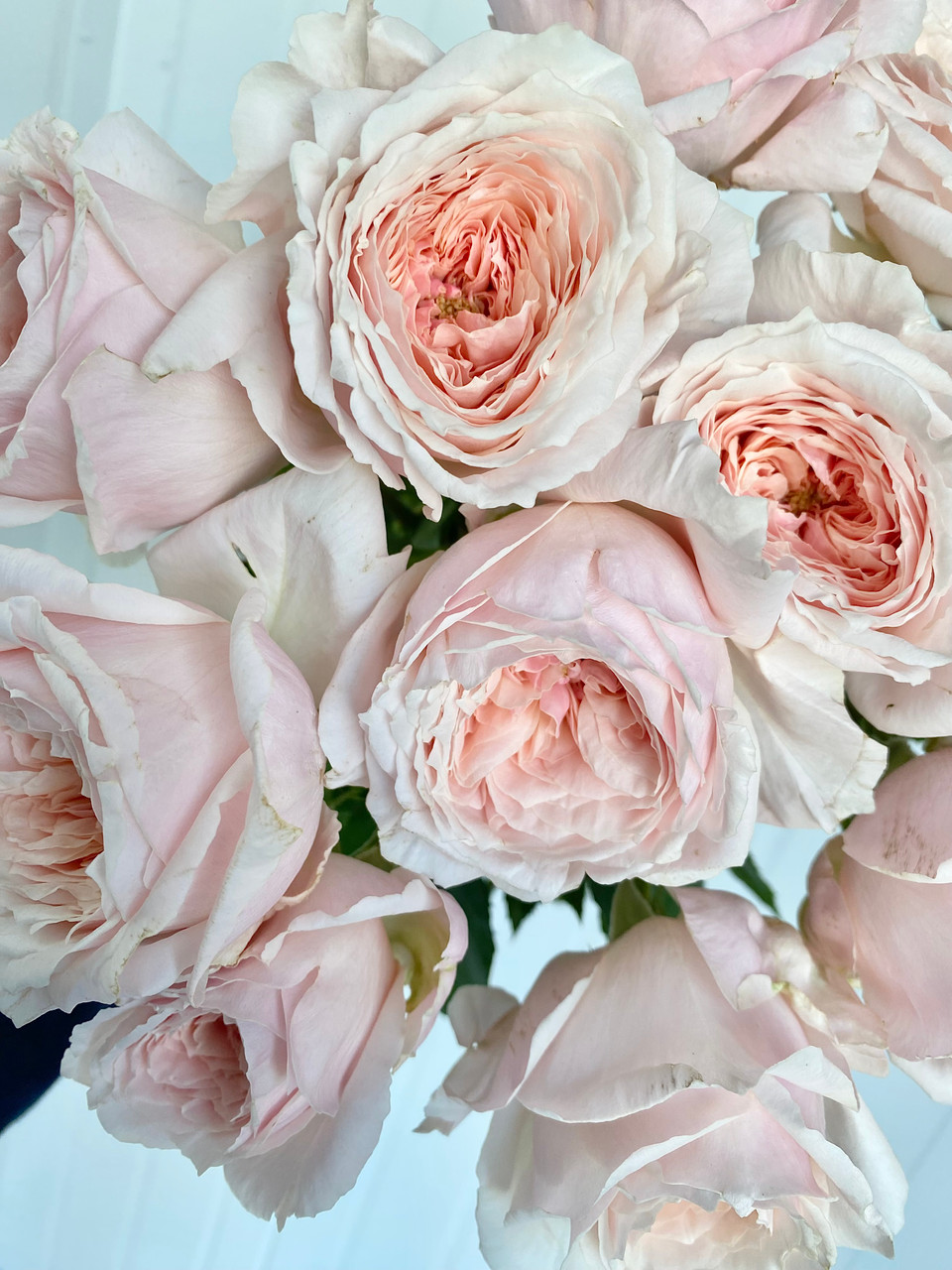 Rose Wabara Tsumugi Garden Rose (Ca-Grown) - 12st. - Ramirez