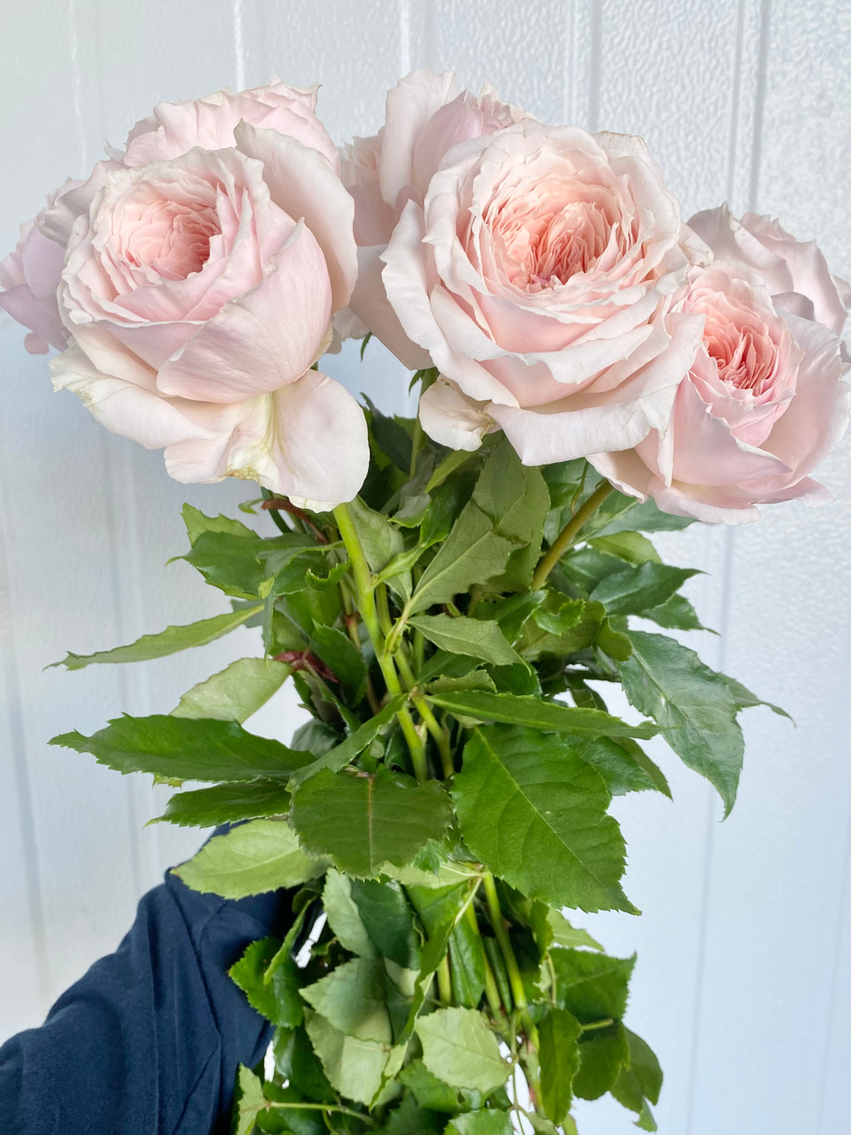 Wabara Tsumugi Garden Rose (Ca-Grown) - 12st. - Ramirez