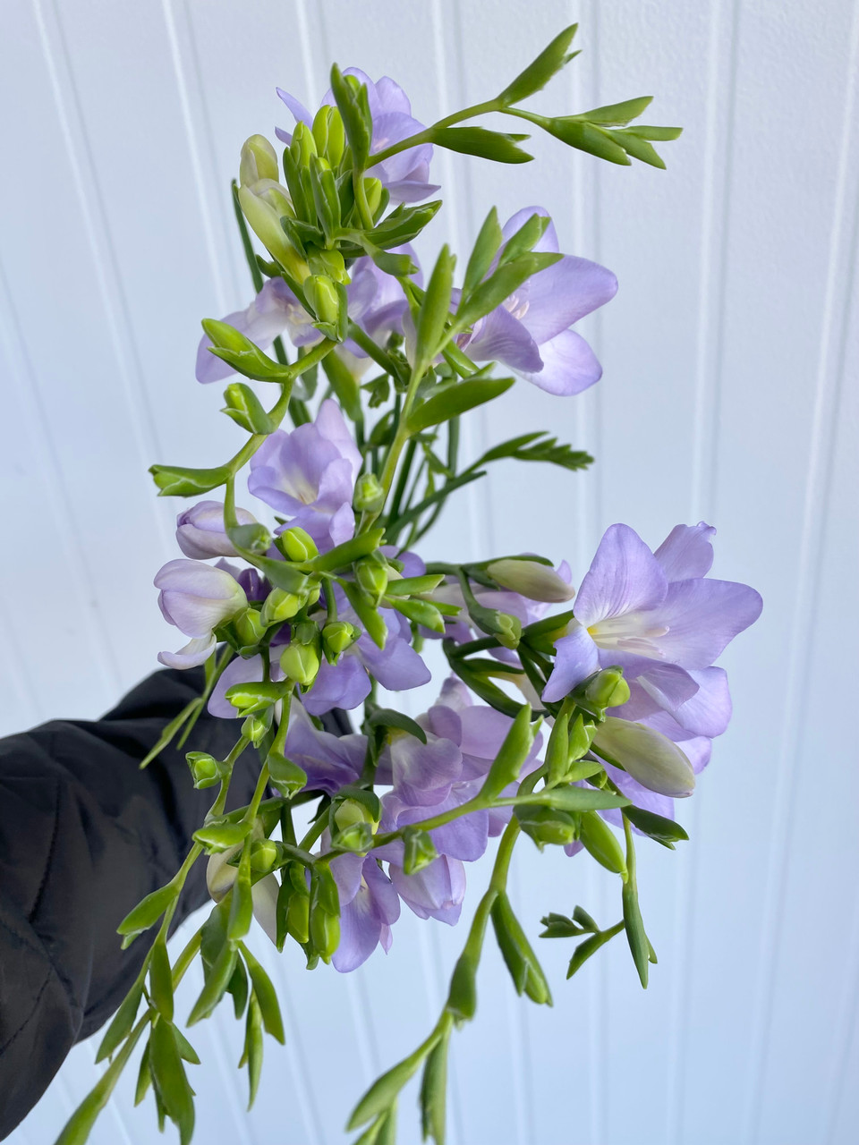 Freesia Lavender - 10st. - Ramirez Wholesale Flowers Inc