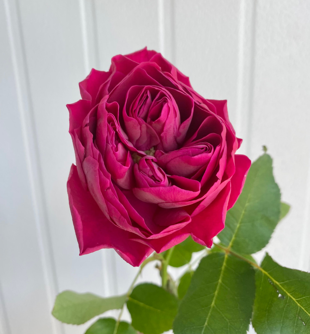 Darcey Garden Rose (Ca-Grown) - 12st. - Ramirez Wholesale Flowers Inc