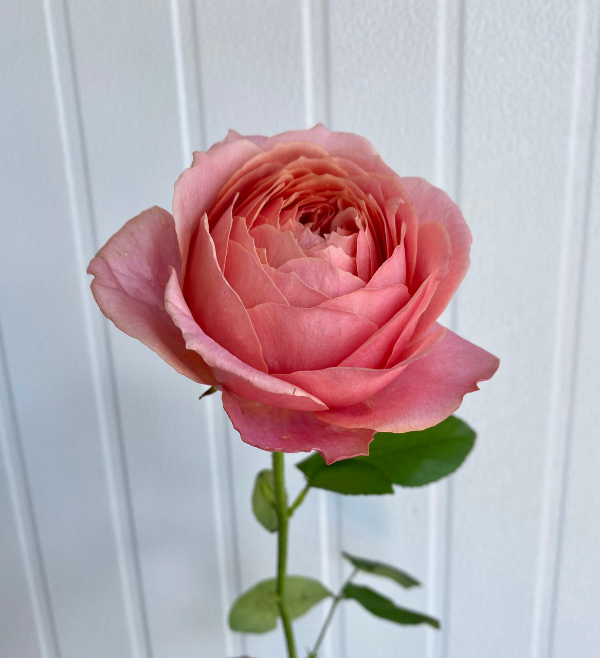 Romantic Antike Garden Rose (Ca-Grown) - 12st. - Ramirez Wholesale