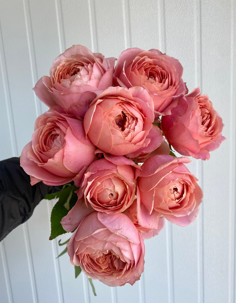 Romantic Antike Garden Rose (Ca-Grown) - 12st. - Ramirez Wholesale