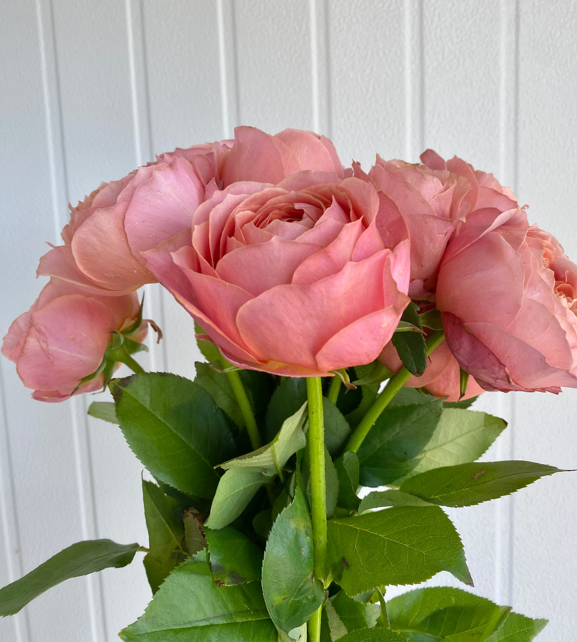 Romantic Antike Garden Rose (Ca-Grown) - 12st. - Ramirez Wholesale