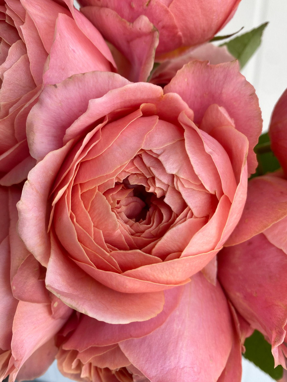 Romantic Antike Garden Rose (Ca-Grown) - 12st. - Ramirez Wholesale