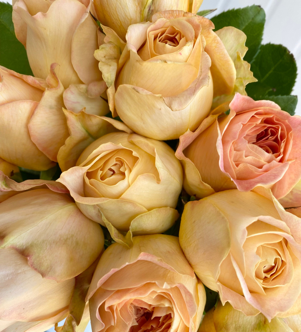 Caramel Antike Garden Rose (Ca-Grown) - 12st. - Ramirez Wholesale