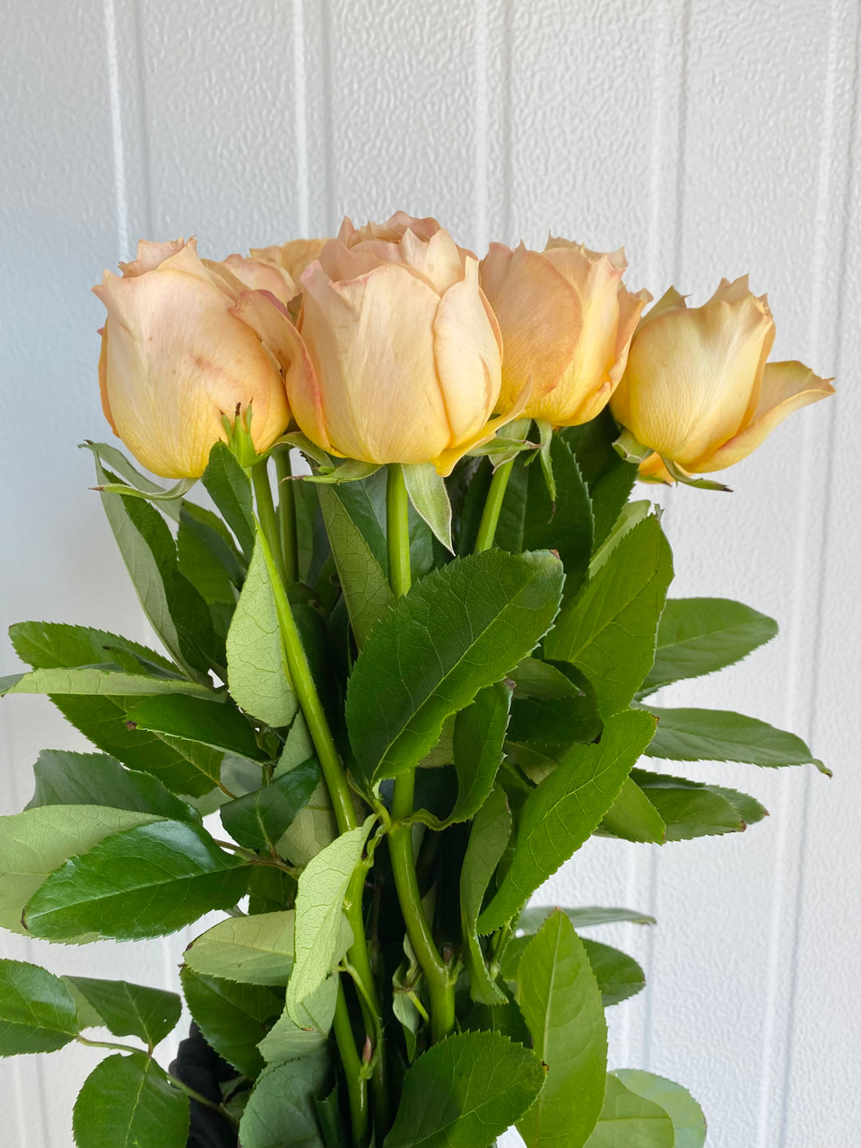 Caramel Antike Garden Rose (Ca-Grown) - 12st. - Ramirez
