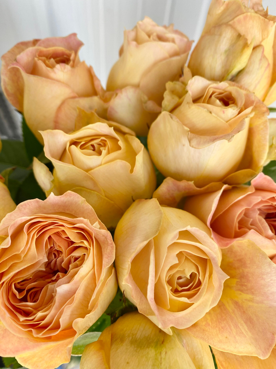 Caramel Antike Garden Rose (Ca-Grown) - 12st. - Ramirez Wholesale