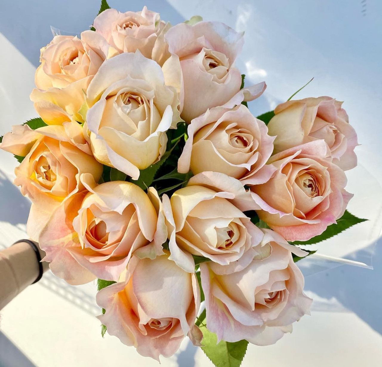 新品caramel vintage floral Bloomer 12m Caramel Antike Garden Rose (Ca-Grown) - 12st. - Ramirez