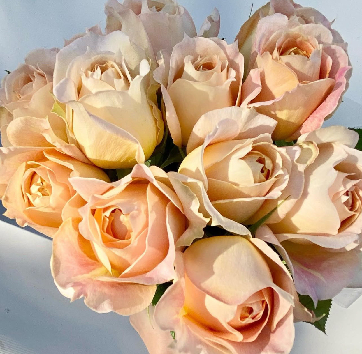Caramel Antike Garden Rose (Ca-Grown) - 12st. - Ramirez Wholesale
