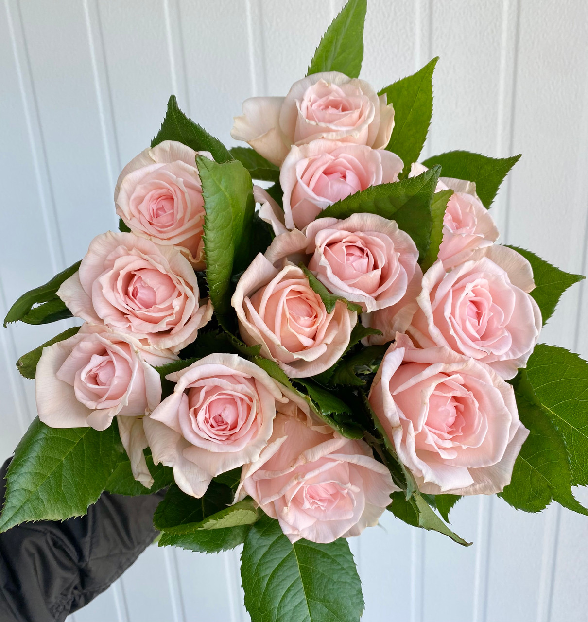 Princess Hitomi Garden Rose (Ca-Grown) - 12st. - Ramirez Wholesale