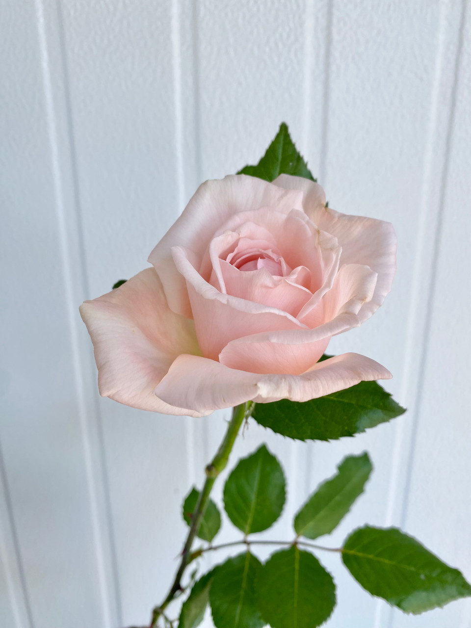 Princess Hitomi Garden Rose (Ca-Grown) - 12st. - Ramirez