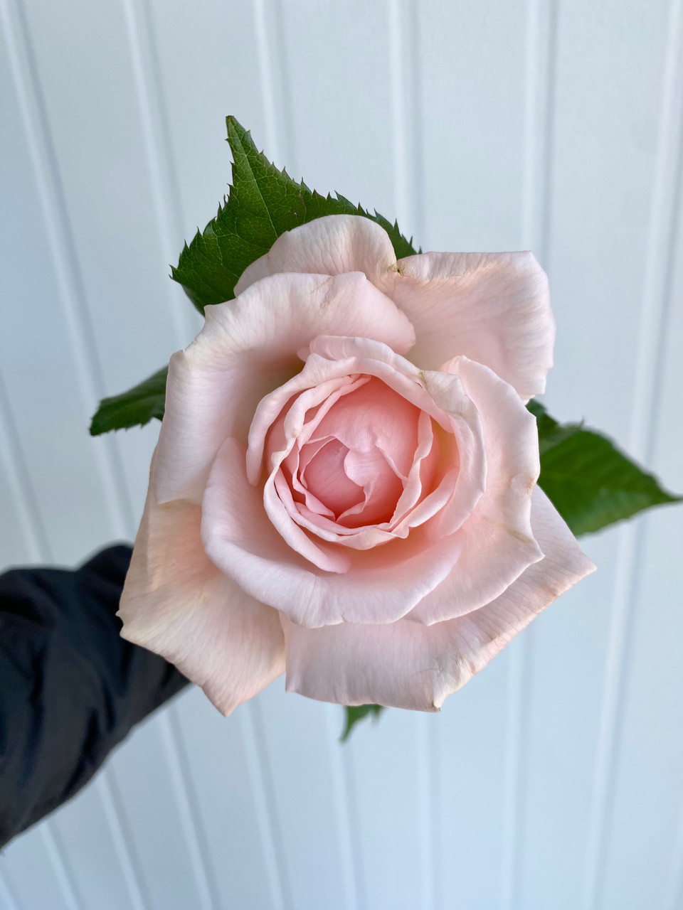 Rose　美月Ｓ Princess Hitomi Garden Rose (Ca-Grown) - 12st. - Ramirez Wholesale