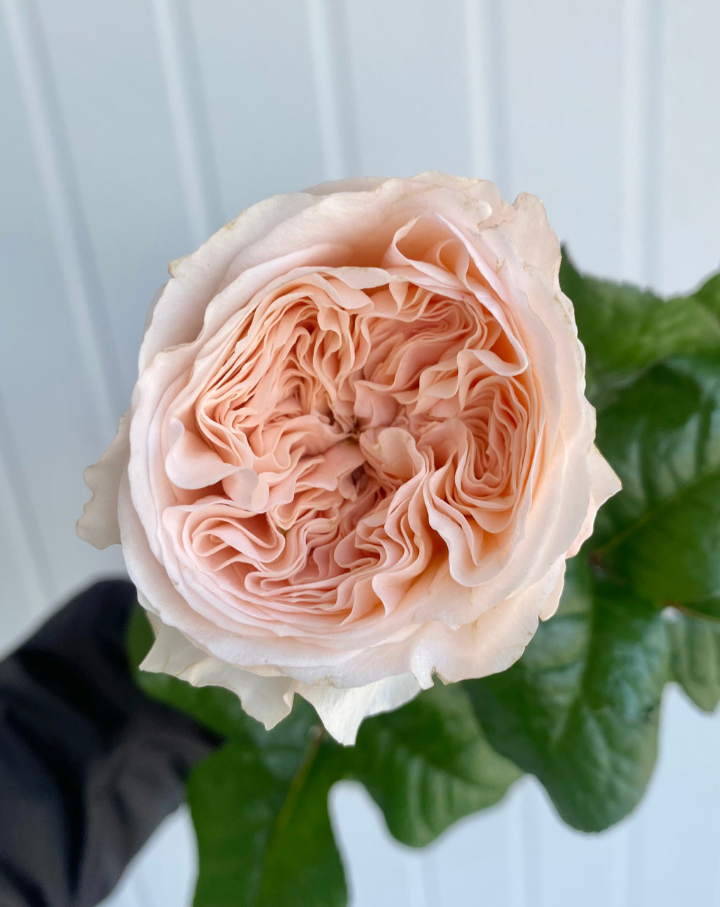Sunblaze Rose Peach (Rosa x Peach) - 2g Size | Shop Now
