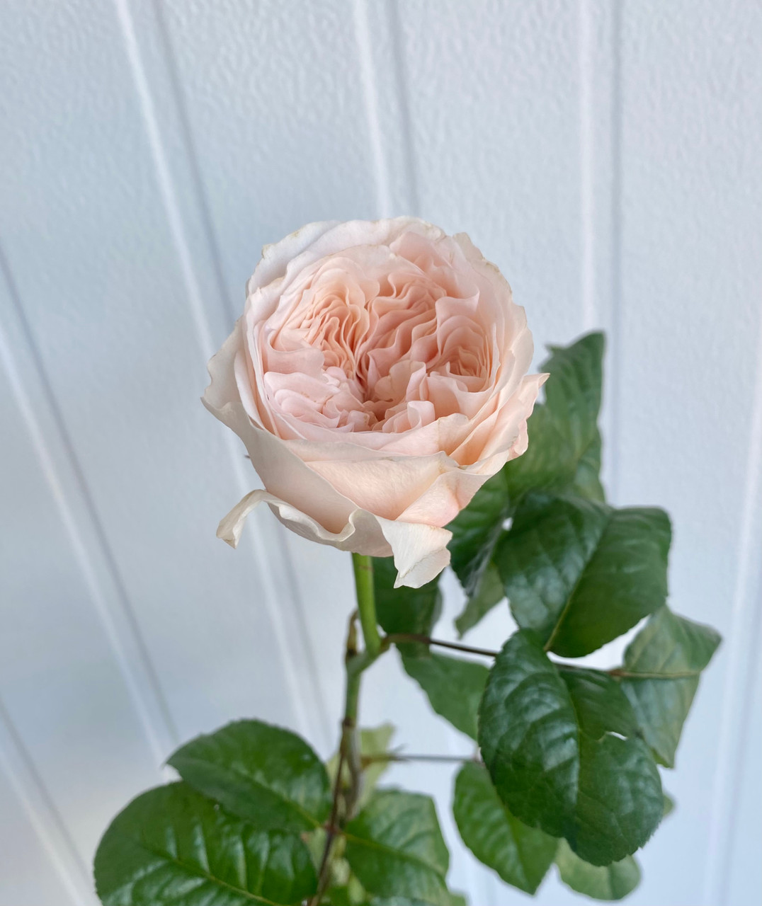 Sunblaze Rose Peach (Rosa x Peach) - 2g Size | Shop Now