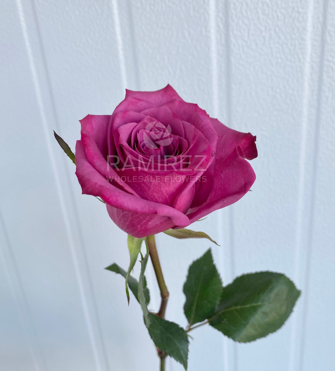 Maisonrubus メゾンルーバス　オーダー　一点物　インカローズ Blueberry Rose - 25st. - Ramirez Wholesale Flowers Inc