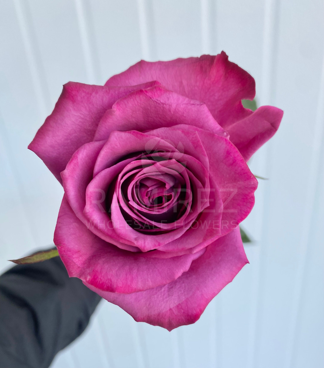 Blueberry Rose - 25st. - Ramirez Wholesale Flowers Inc