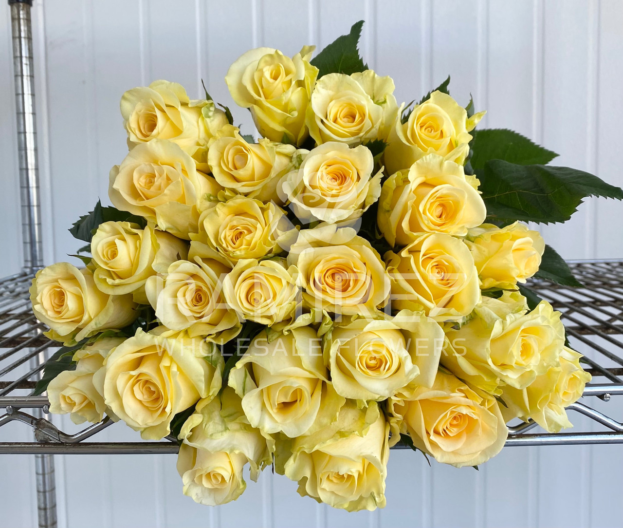 Creme De La Creme Rose - 25st. - Ramirez Wholesale Flowers Inc
