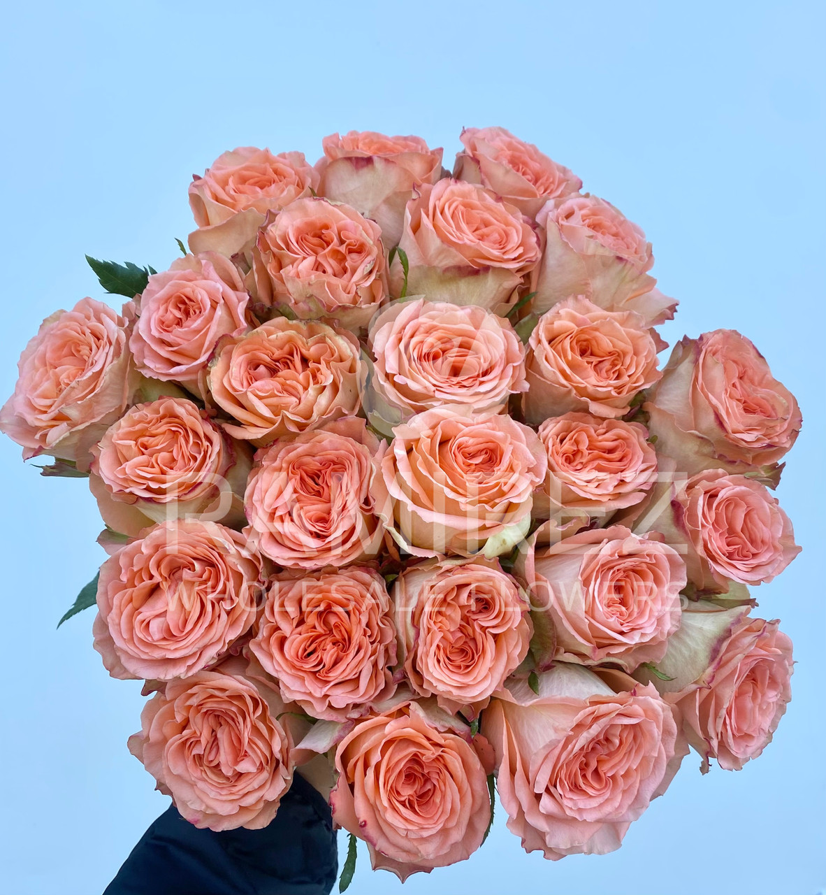 Country Home Roses - 25st. - Ramirez Wholesale Flowers Inc