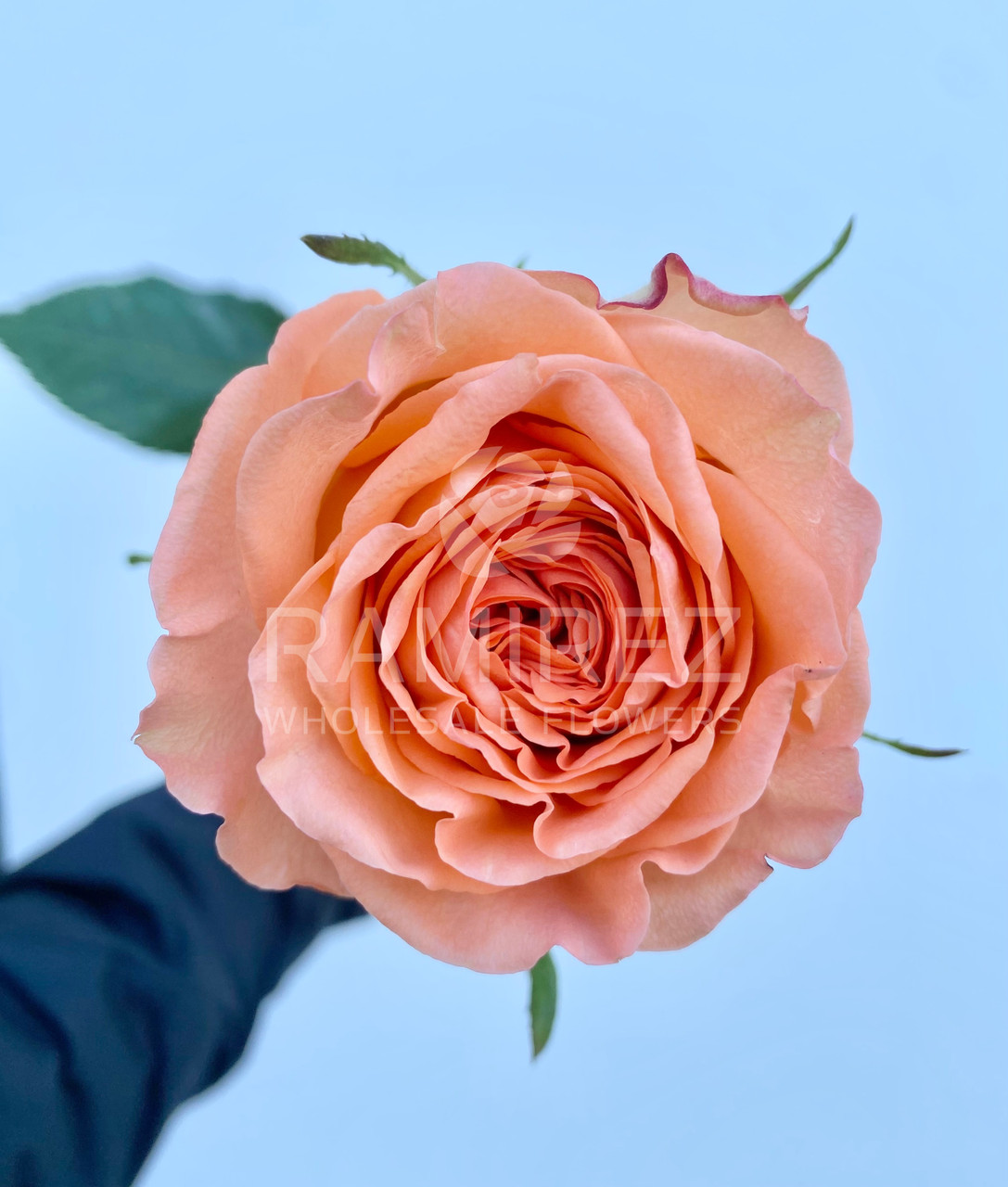 Country Home Roses - 25st. - Ramirez Wholesale Flowers Inc