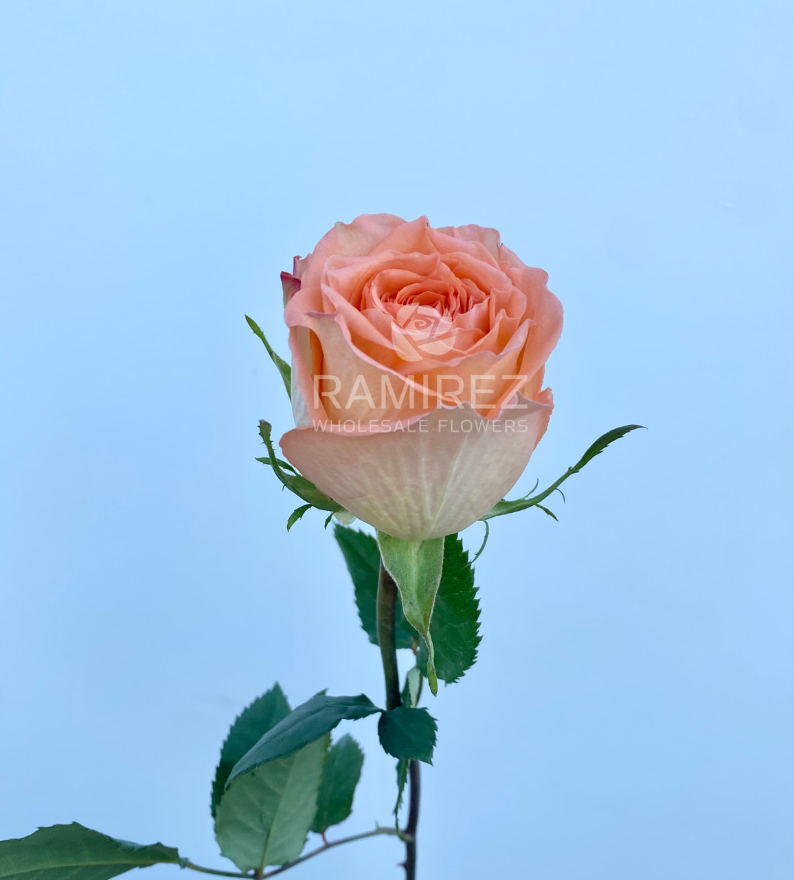 Country Home Roses - 25st. - Ramirez Wholesale Flowers Inc