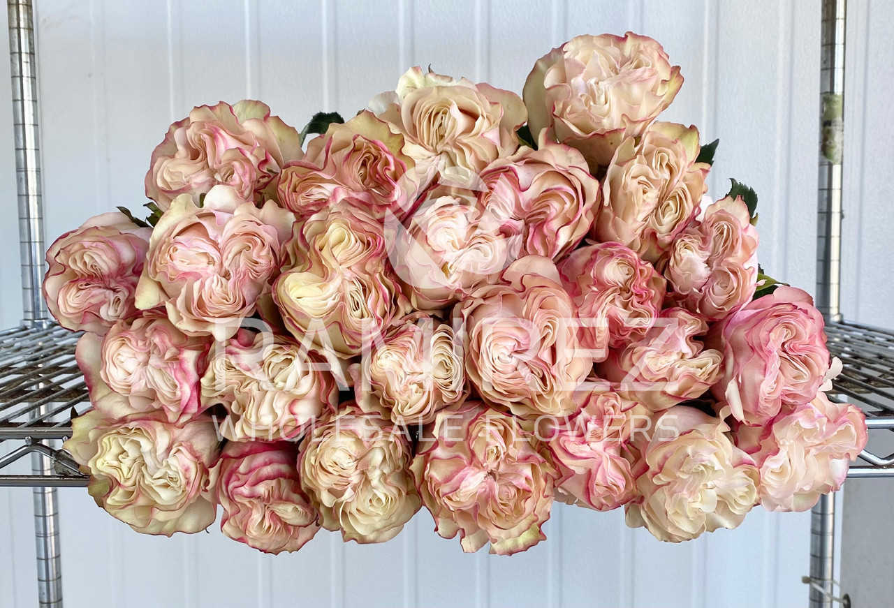 Country Candy Rose - 25st. - Ramirez Wholesale Flowers Inc