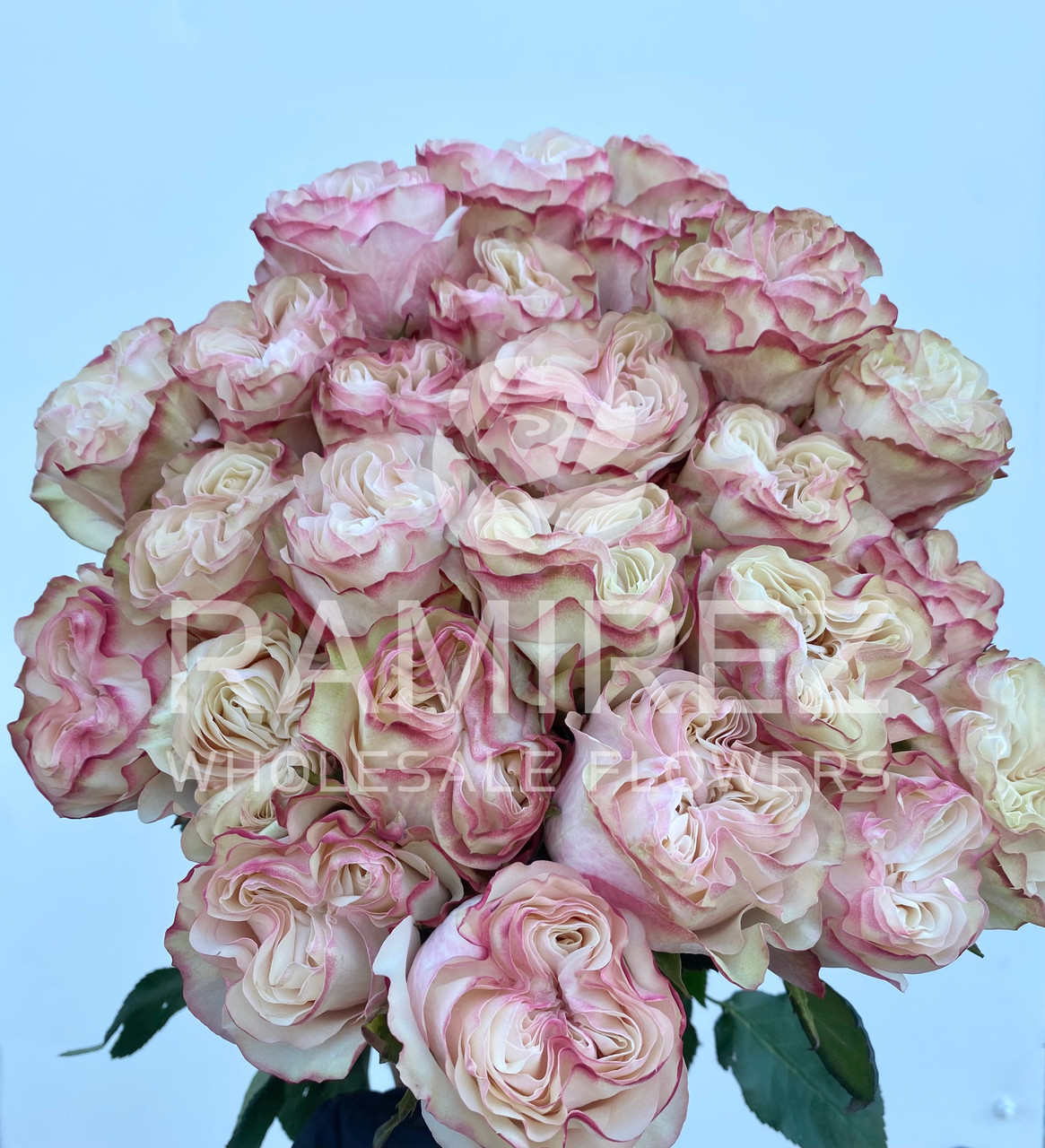 Country Candy Rose - 25st. - Ramirez Wholesale Flowers Inc