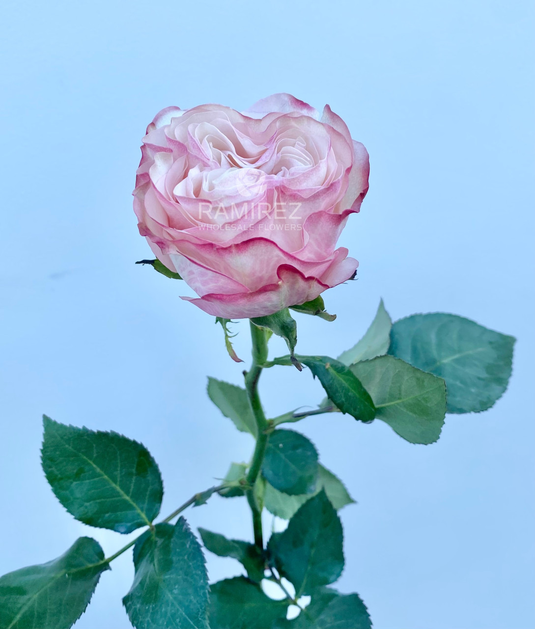 Country Candy Rose - 25st. - Ramirez Wholesale Flowers Inc