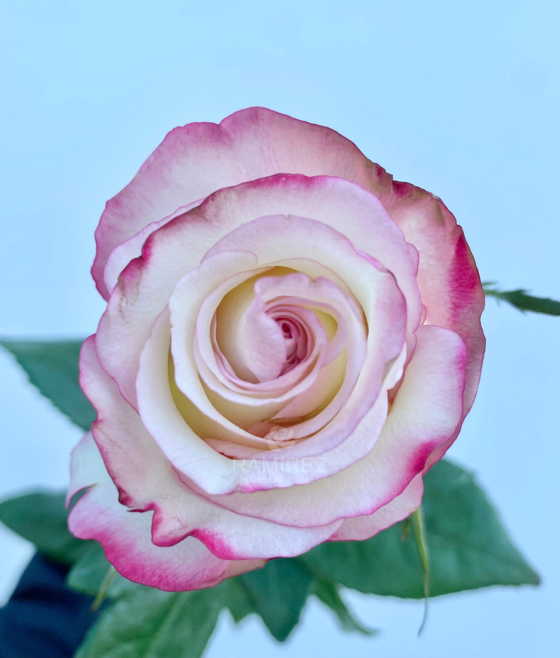 トップス rose Buy Wholesale Topaz Hot Pink Rose in Bulk - FiftyFlowers