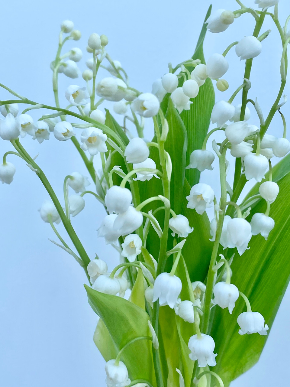 Lily Of The Valley - 10st. - Ramirez Wholesale Flowers Inc
