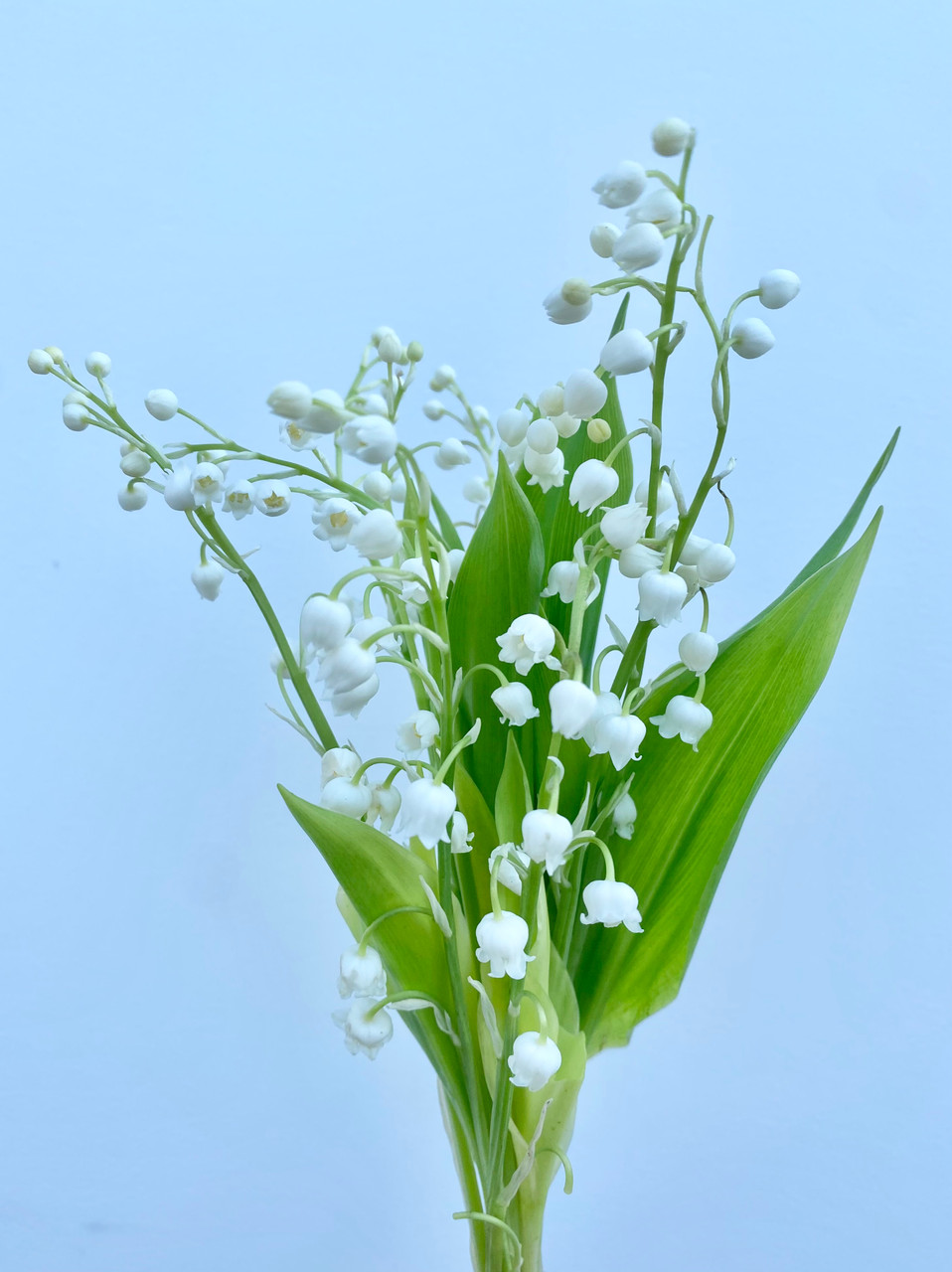 Lily Of The Valley - 10st. - Ramirez Wholesale Flowers Inc