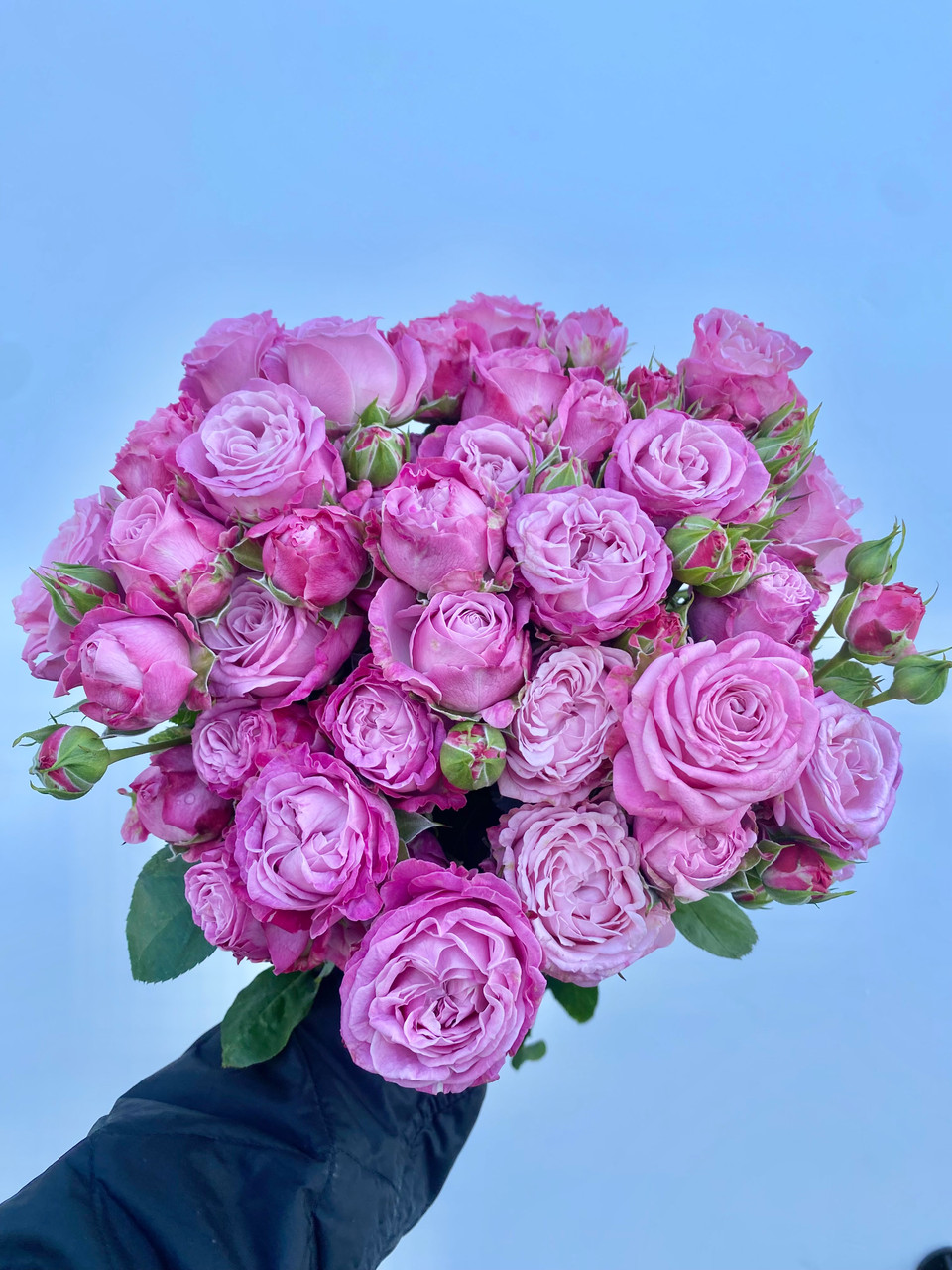 Lady Bombastic Garden Spray Roses CA-Grown - 8st. - Ramirez