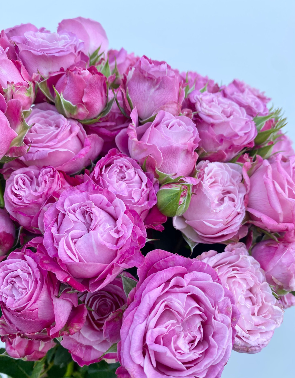 Lady Bombastic Garden Spray Roses CA-Grown - 8st. - Ramirez