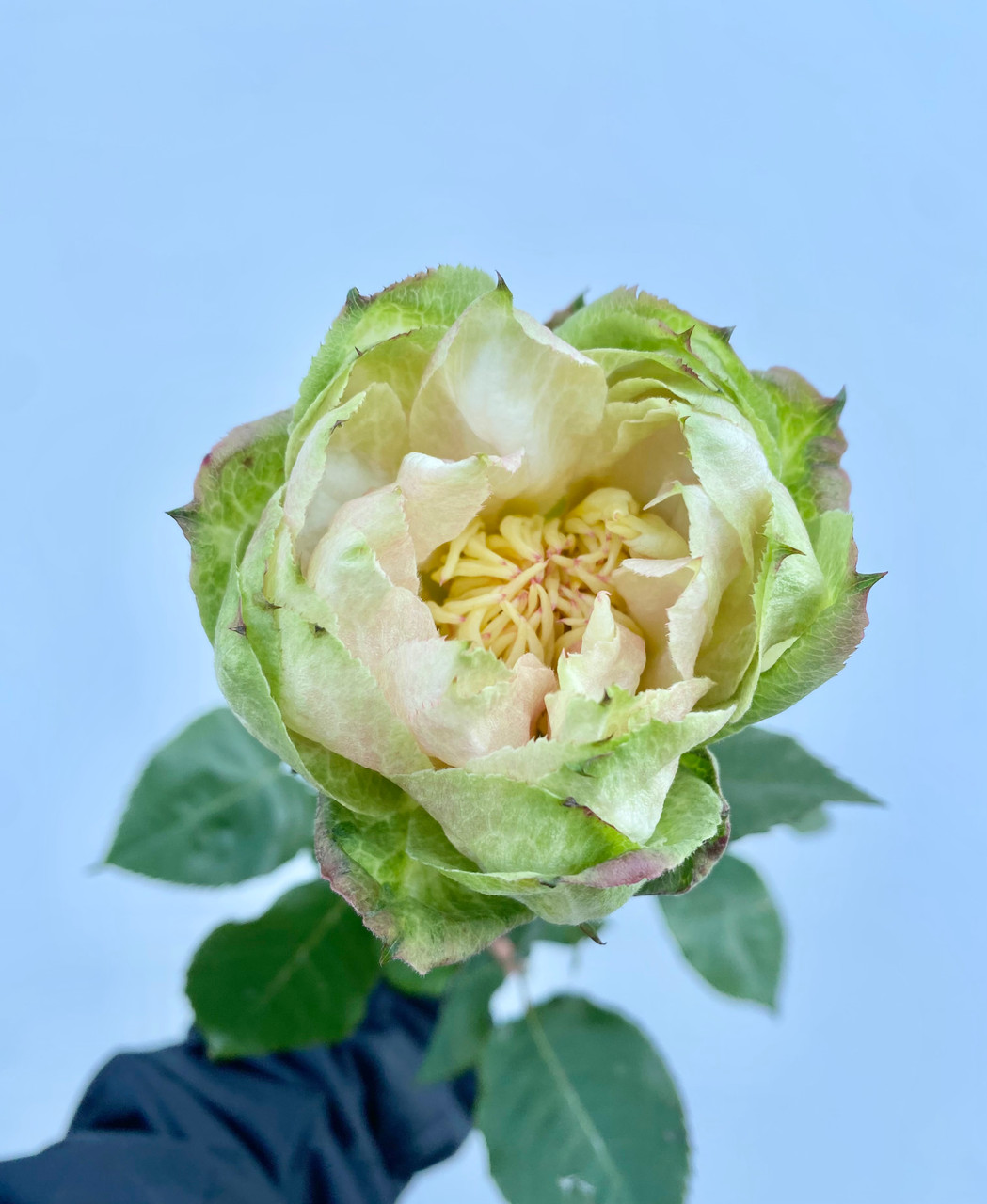 Veggie Rose - 25st. - Ramirez Wholesale Flowers Inc