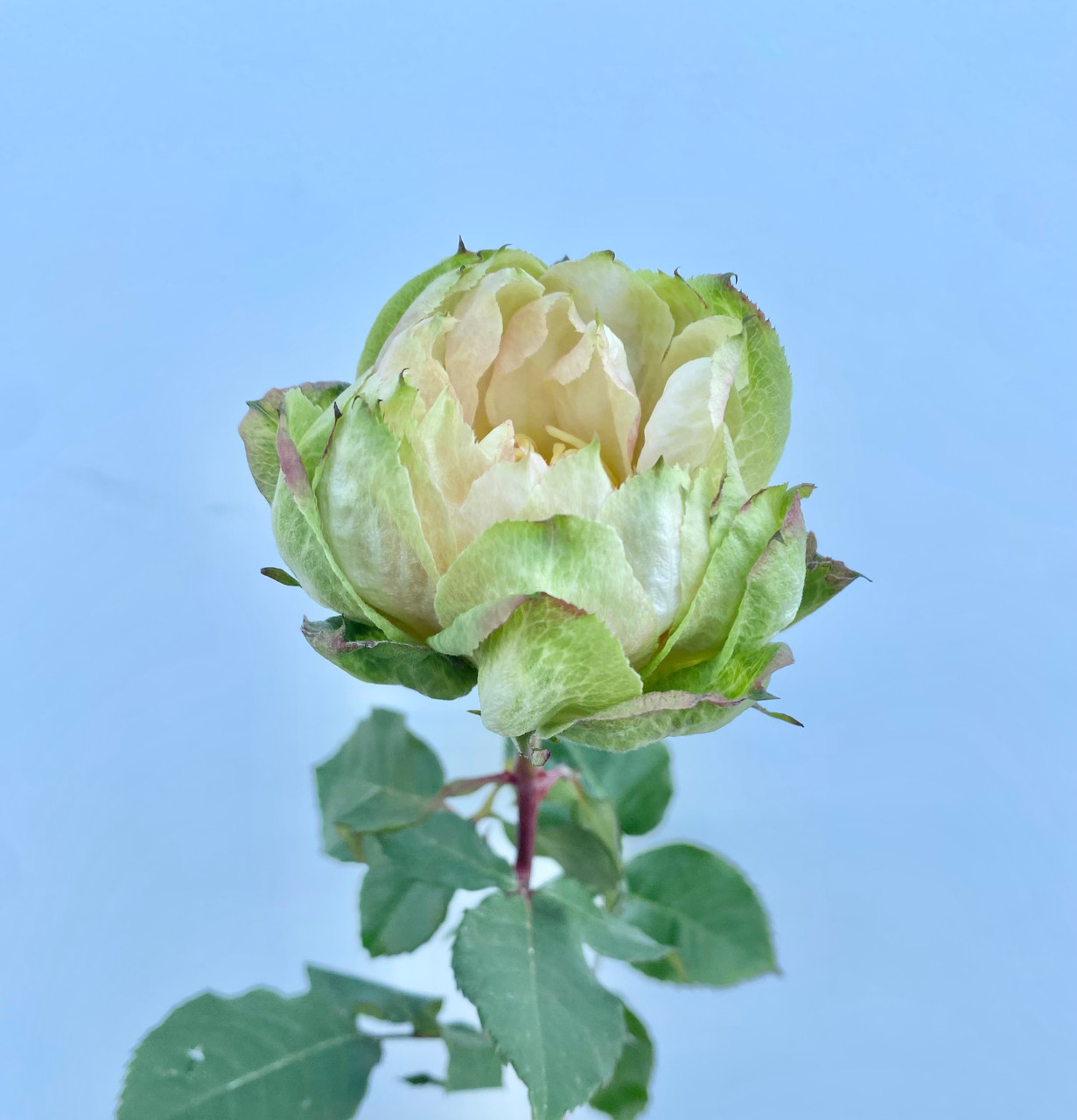 Veggie Rose - 25st. - Ramirez Wholesale Flowers Inc