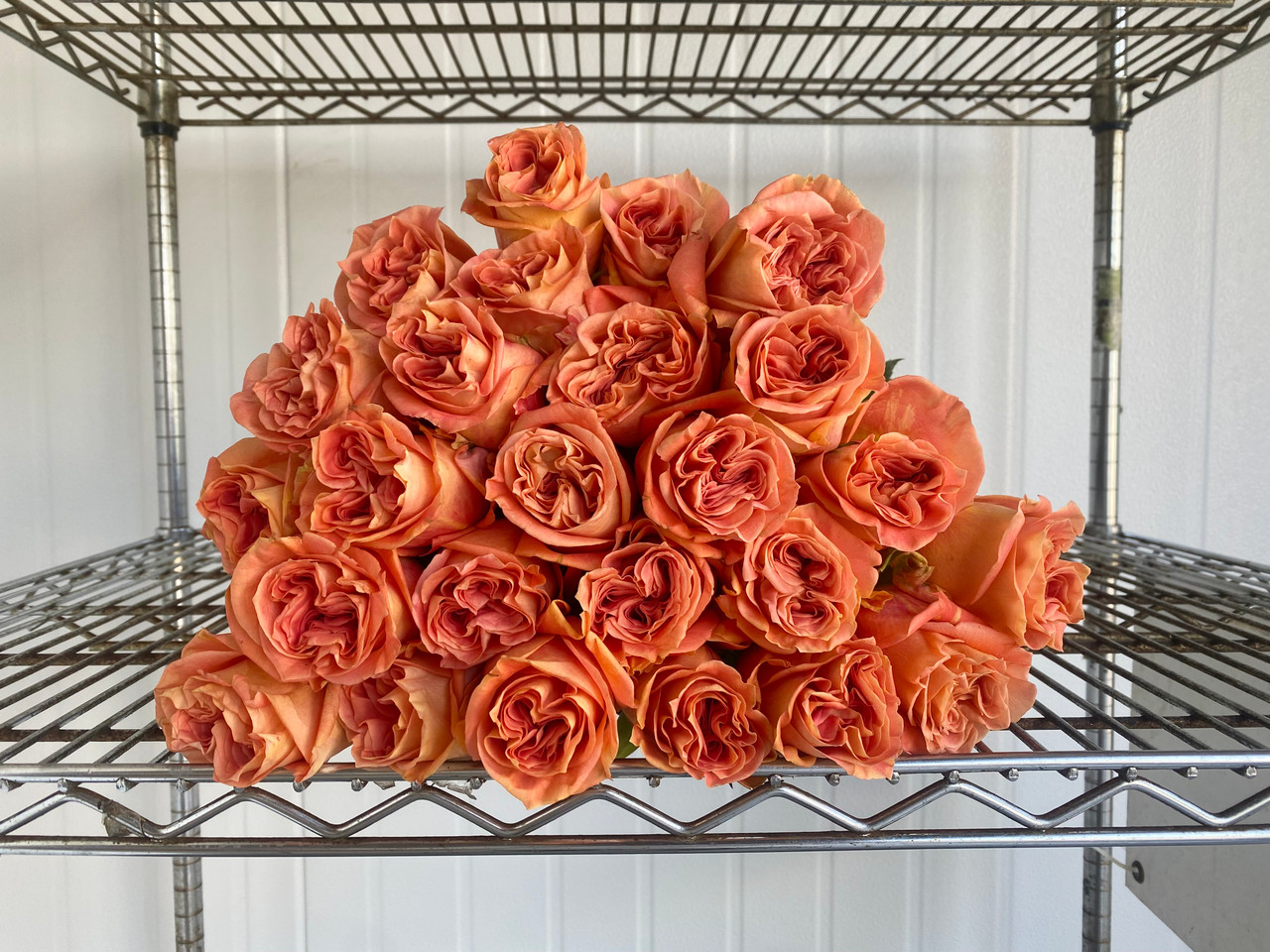 Wild Spirit Roses - 25st. - Ramirez Wholesale Flowers Inc